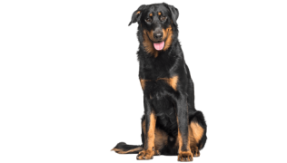 Le Beauceron, un chien exceptionnel qui a besoin d’un maître leader