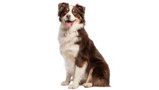 Le Berger Australien, un chien actif et intelligent
