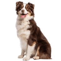 Le Berger Australien, un chien actif et intelligent