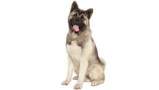 L’Akita américain, un merveilleux chien qui doit être bien socialisé !