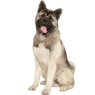 L’Akita américain, un merveilleux chien qui doit être bien socialisé !