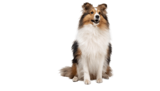 Le Berger des Shetland, un chien adorable et sensible