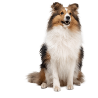 Le Berger des Shetland, un chien adorable et sensible