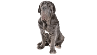 Le Mâtin de Naples, un grand chien pour un maître compréhensif