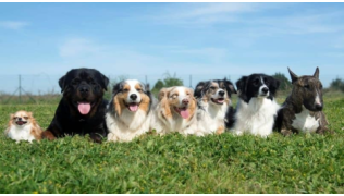 Un chien de race Chihuahua, un Rottweiler, trois Bergers Australiens, un Border Collie et un Bull Terrier couchés dans l'herbe