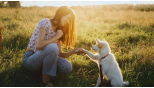 Une maîtresse éduque son chiot de race Berger Blanc Suisse dans un champ