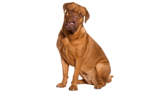 Le Dogue de Bordeaux, un chien puissant plein d’affection