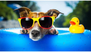 Un chien Jack Russell dans une piscine avec des lunettes de soleil