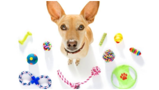 Un chien est assis dans un cercle de jouets pour améliorer sa concentration