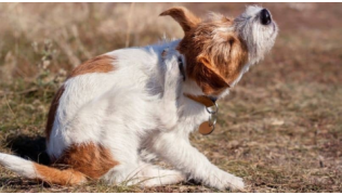 Un chien se gratte comme s'il avait des puces lors d'une balade en extérieur