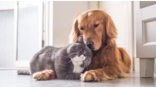 Un chien Golden Retriever et un chat sont couchés et font un câlin