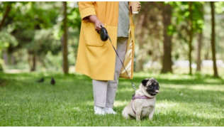 Un chien Carlin est tenu par sa maîtresse avec une laisse enrouleuse