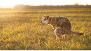 Un chien fait besoins dans un champ au soleil couchant