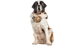 Le Saint-Bernard, le chien de compagnie par excellence