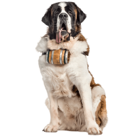 Le Saint-Bernard, le chien de compagnie par excellence