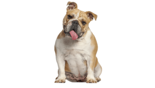 Le Bulldog Anglais, un chien indépendant qui aime sa famille