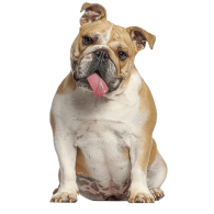 Le Bulldog Anglais, un chien indépendant qui aime sa famille
