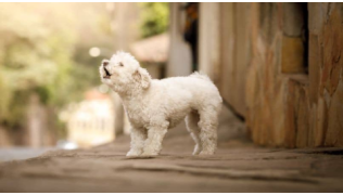 Un chien de race Caniche aboie dans la rue