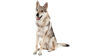 Le Chien loup tchécoslovaque, un chien sensible à l’apparence d’un loup !
