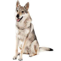 Le Chien loup tchécoslovaque, un chien sensible à l’apparence d’un loup !