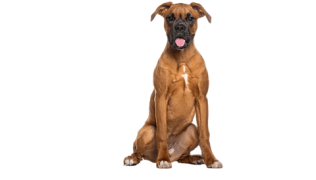 Le Boxer, un compagnon jovial qui a besoin de se dépenser