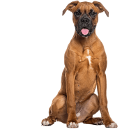 Le Boxer, un compagnon jovial qui a besoin de se dépenser