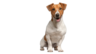 Le Jack Russell, petit chien énergique à éduquer