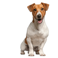 Le Jack Russell, petit chien énergique à éduquer