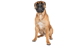 Le Bullmastiff, un chien doux et pétillant