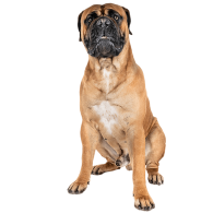 Le Bullmastiff, un chien doux et pétillant
