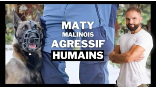L'éducateur canin Tony Silvestre de tient debout à côté d'une Malinoise agressive humains en rééducation