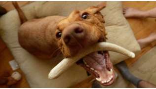 Un chien obsessionnel fait le fou et joue avec un os sur son tapis