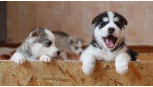 Deux chiots Husky attendent d'être adoptés en même temps