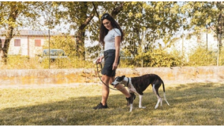Une educateur canin fait de la marche en laisse avec un chien Lévrier dans un parc