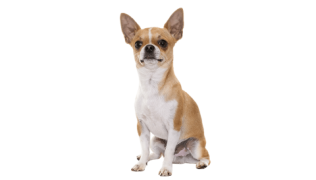 Le Chihuahua, un chien attachant pour un maître attentionné