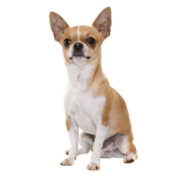 Le Chihuahua, un chien attachant pour un maître attentionné