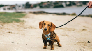 Un chien teckel, en laisse, pendant un exercice