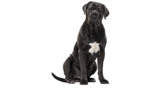 Le Cane Corso, un chien énergique pour un maître équilibré
