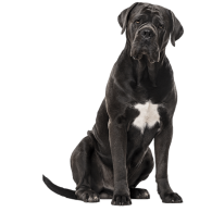 Le Cane Corso, un chien énergique pour un maître équilibré