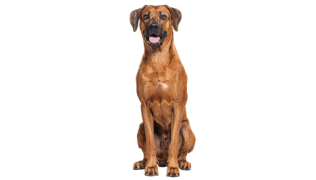 Le Rhodesian Ridgeback, un chien de compagnie hors-pair !