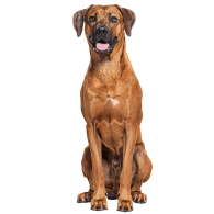 Le Rhodesian Ridgeback, un chien de compagnie hors-pair !