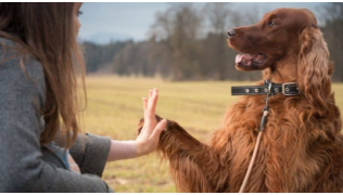 Une maîtresse en train de bien éduquer son chien de race Setter Irlandais dans un pré en hiver