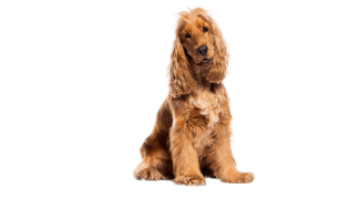 Le Cocker Anglais, un chien agréable pour un maître sportif