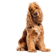 Le Cocker Anglais, un chien agréable pour un maître sportif