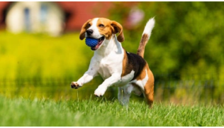 Un chien de race Beagle bien éduqué ramène la balle à son maître en courant dans l'herbe