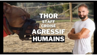 L'éducateur canin Tony Silvestre se tient debout à côté d'un chien Staff croisé agressif humains