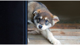 Un chien peureux non désensibilisé se cache derrière une porte