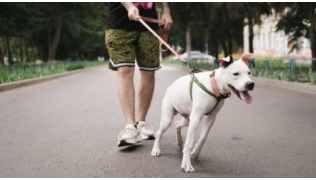 Un chien tire en laisse alors qu'il marche dans un parc avec son maître
