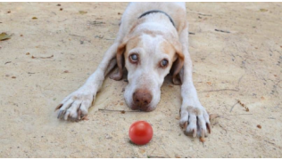 Un chien sourd et aveugle est couché dans le sable devant sa balle