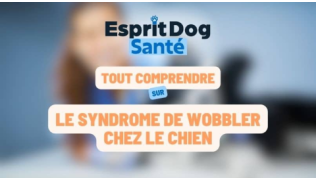 Esprit Dog Santé : Tout comprendre sur le syndrome de Wobbler chez le chien